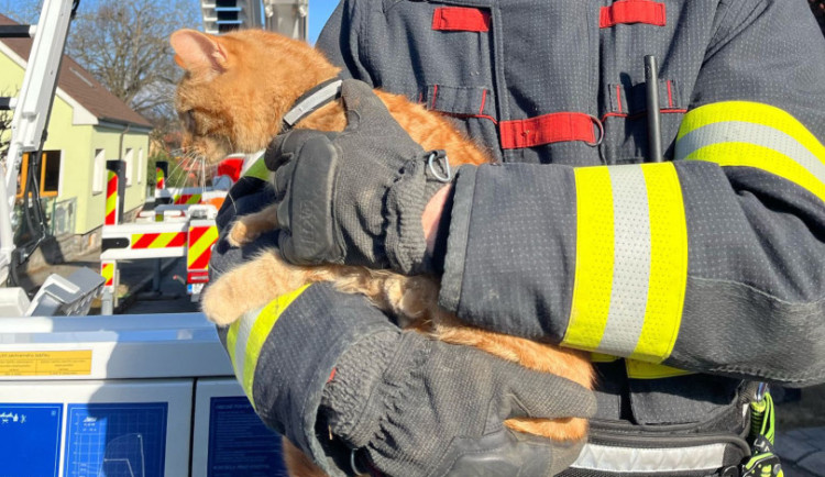 Zrzavé kotě uvízlo na dva dny v desetimetrové výšce, zachránili ho hasiči z Českých Budějovic
