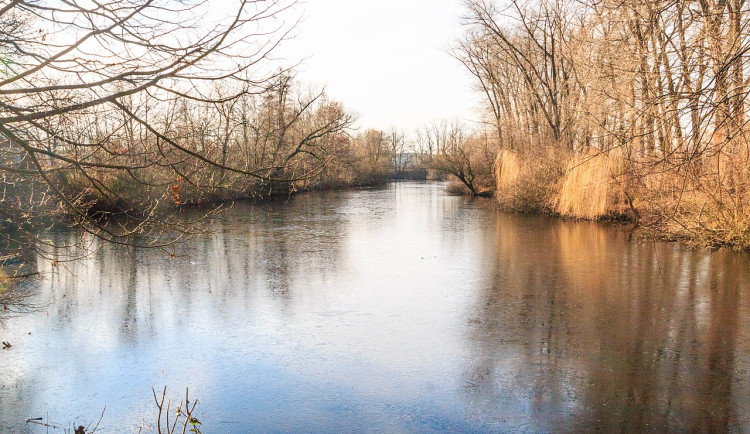 Revitalizace říčního ramene Labe v Semonicích přináší naději pro ohrožené druhy