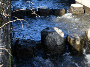 Chytrý rybí přechod sleduje v Písku migraci ryb,  je první svého druhu v Česku