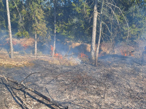 U Budíškovic hoří několik hektarů lesa. Požár vznikl při pálení dřeva