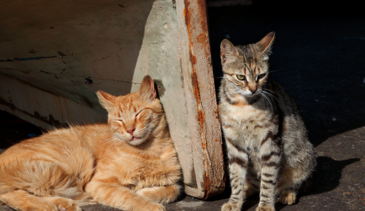 Ve Dvoře Králové se uskuteční cílený odchyt koček. Jejich počet je třeba redukovat