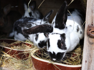 Nová sezona ve Vodním mlýně v Hoslovicích usnadní cestu návštěvníkům