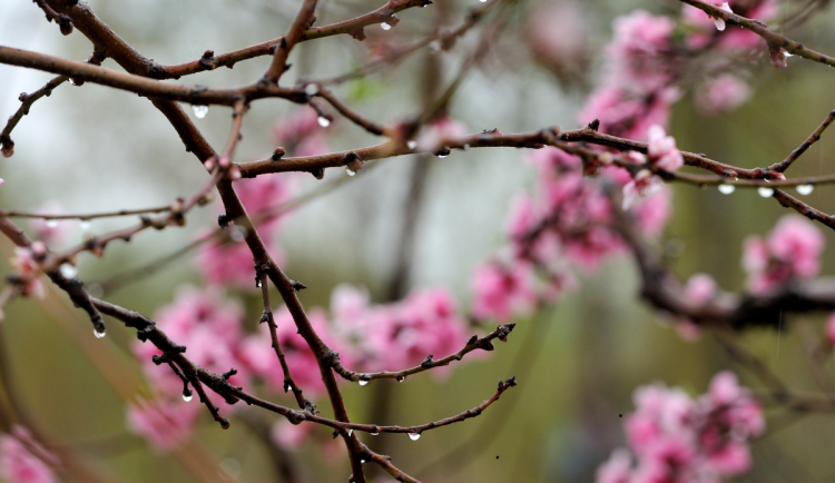 Během víkendu se teploty dostanou až k 18 stupňům. Dorazit můžou i přeháňky