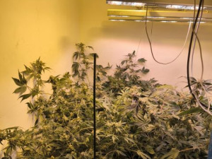 Policie našla u muže z Táborska téměř sto rostlin konopí a kilo marihuany