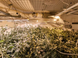 Policie našla u muže z Táborska téměř sto rostlin konopí a kilo marihuany