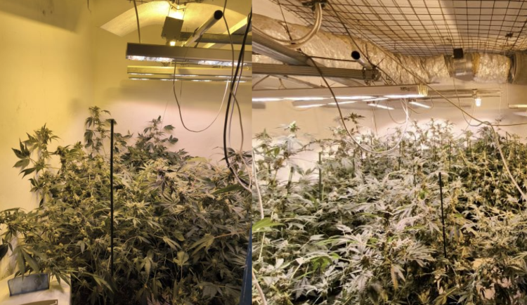 Policie našla u muže z Táborska téměř sto rostlin konopí a kilo marihuany