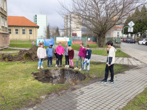 Strakonice nechaly kvůli úpravě vozovky přesadit čtyři pětadvacetileté habry