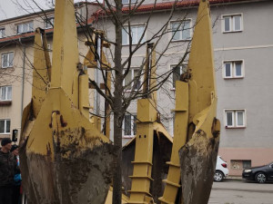 Strakonice nechaly kvůli úpravě vozovky přesadit čtyři pětadvacetileté habry