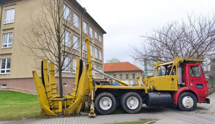 Strakonice nechaly kvůli úpravě vozovky přesadit čtyři pětadvacetileté habry