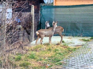 Českobudějovičtí strážníci pomohli srnci uvězněnému za plotem
