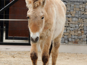 Užijte si Velikonoce v Zoo Hluboká: Den plný zážitků pro celou rodinu