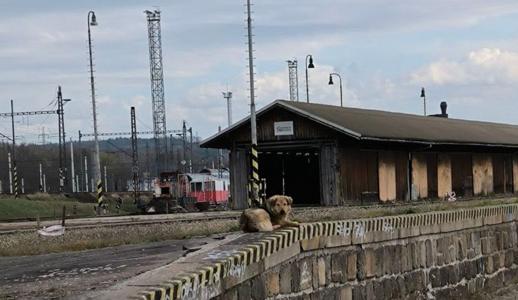 Rumunská fenka dává záchranářům opravdu zabrat, po kraji ji nahánějí už déle než měsíc