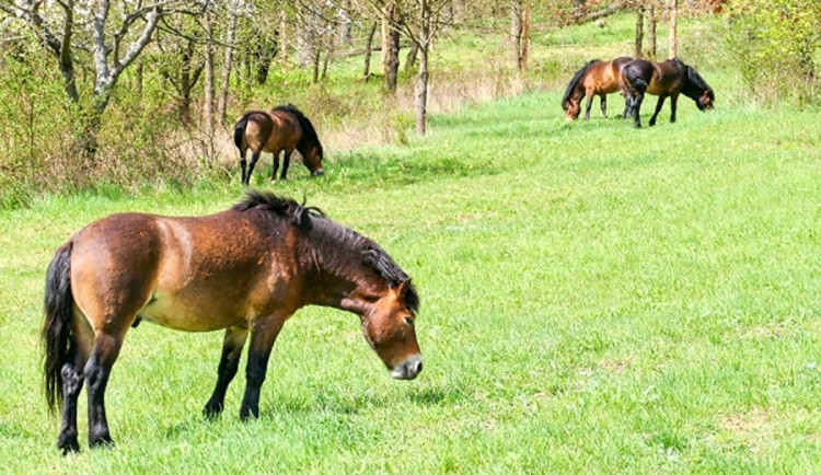 Divocí koně se zabydlují na nové pastvině v národním parku Podyjí