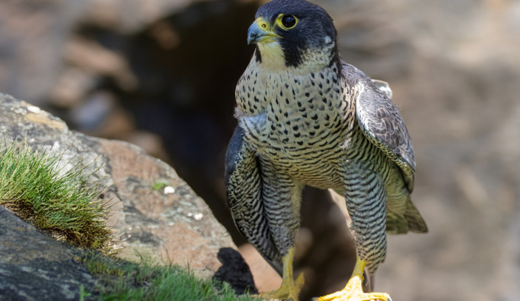Osm párů sokola stěhovavého žije stabilně na české části Šumavy a daří se jim vyvádět mláďata.