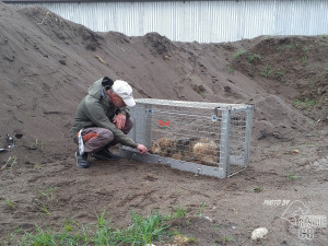 Toulavá fenka z Rumunska se vrátí zpět k majiteli. Její odchyt trval déle než měsíc