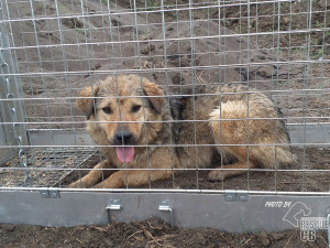 Toulavá fenka z Rumunska se vrátí zpět k majiteli. Její odchyt trval déle než měsíc