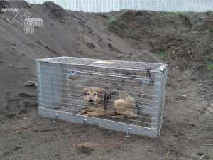 Toulavá fenka z Rumunska se vrátí zpět k majiteli. Její odchyt trval déle než měsíc