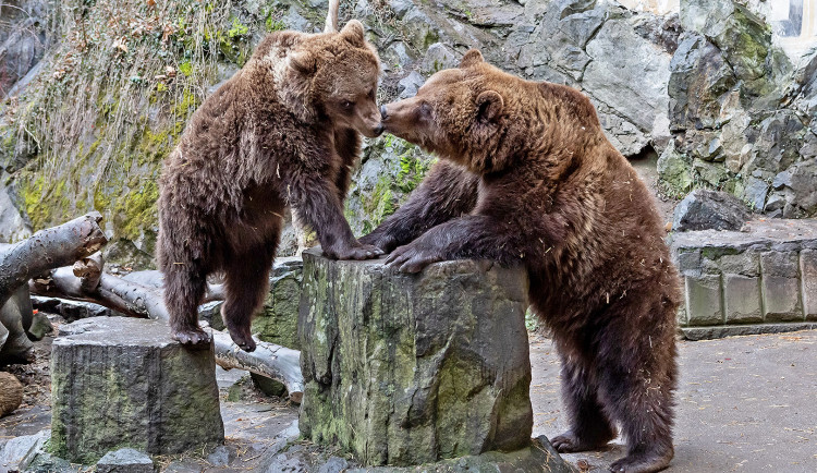 Lubor Mrázek; 777 348 148; mrazek@ckrumlov.cz;