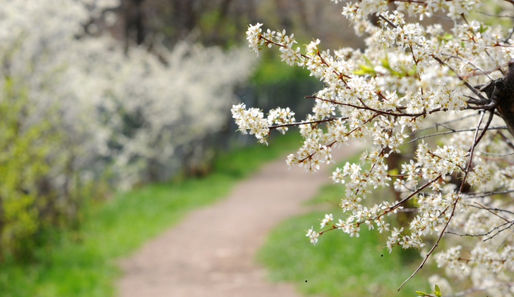 Tento týden nabídne pravé jarní počasí. To se pokazí až o víkendu