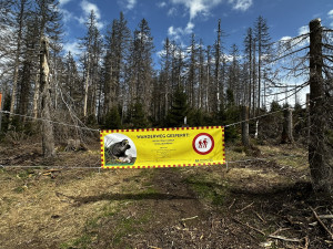 Takto je označena uzavřená cesta vedoucí na příhraniční horu Falkenstein