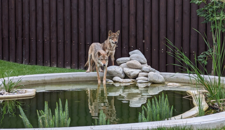 Záchranným centrem v táborské zoo za necelý rok provozu prošlo devět zvířat
