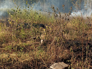 Kvůli požáru lesní hrabanky na Táborsku vyhlásili hasiči třetí stupeň požárního poplachu
