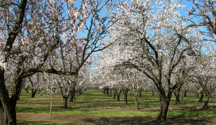 Kulturní tipy: Vyražte na plavbu po Vltavě, za ptačím zpěvem nebo na hudební festival