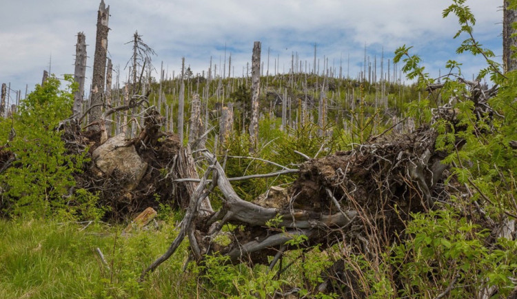 Kůrovcová kalamita v ČR ustupuje, ovlivňuje to počasí a nové metody ochrany
