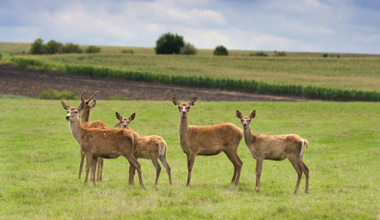 Dálnici D3 zablokovalo stádo srnek, policii se je nedaří odehnat