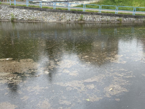 Mastná skvrna a mrtvé ryby. Hasiči monitorují podezřelé znečištění Malše