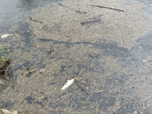 Mastná skvrna a mrtvé ryby. Hasiči monitorují podezřelé znečištění Malše