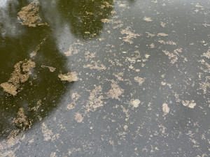 Mastná skvrna a mrtvé ryby. Hasiči monitorují podezřelé znečištění Malše