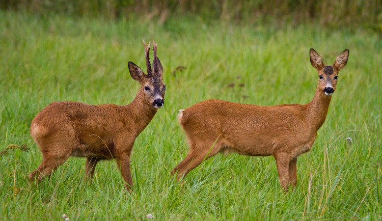 Srnky v budějckých ulicích. Lidé je točí, strážníci odchytávají