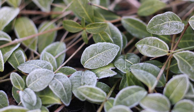 Na Šumavě se ráno blížily teploty k minus deseti stupňům Celsia