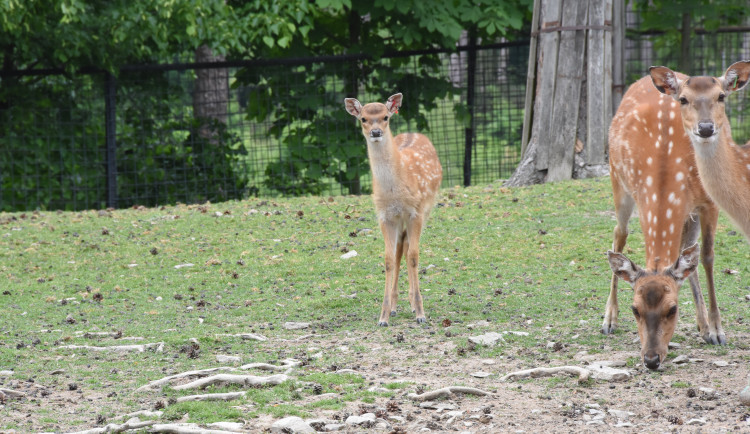 Jedno z největších stád v Evropě. Olomoucká zoo se pyšní vzácnými jeleny