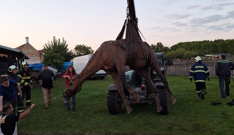 V Sudoměřicích u Bechyně spadl kůň do jezírka, vyprostit ho museli hasiči