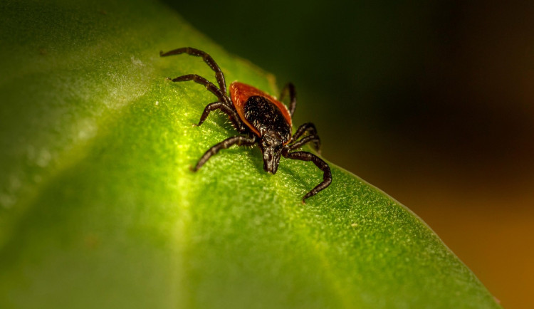 Aktivita klíšťat je na jihu Čech vysoká. Tento měsíc nadále poroste, uvedl Český hydrometeorologický ústav