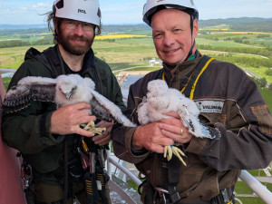 V Temelíně se vylíhla čtyři mláďata kriticky ohroženého sokola stěhovavého