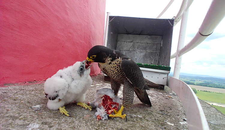 V Temelíně se vylíhla čtyři mláďata kriticky ohroženého sokola stěhovavého