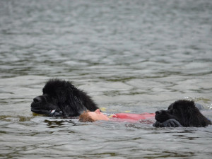 Vodní záchranáři slaví úspěch. Získali jako první v Česku akreditaci na výcvik záchranných psů