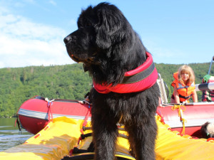 Vodní záchranáři slaví úspěch. Získali jako první v Česku akreditaci na výcvik záchranných psů