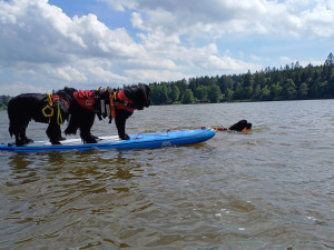 Vodní záchranáři slaví úspěch. Získali jako první v Česku akreditaci na výcvik záchranných psů