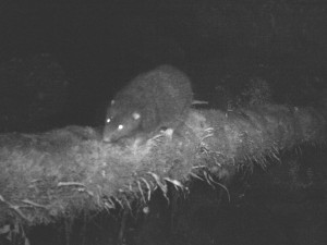 Velekrysa na záběru z fotopasti