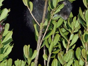 Velekrysa šplhá po stromech