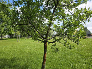 Vandalové poničili v prachatickém parku strom, podobných případů přibývá