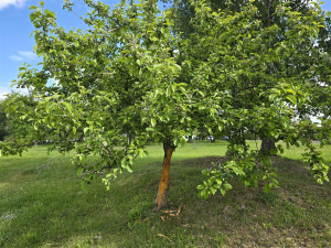 Vandalové poničili v prachatickém parku strom, podobných případů přibývá