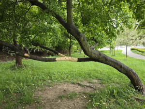 Vandalové poničili v prachatickém parku strom, podobných případů přibývá