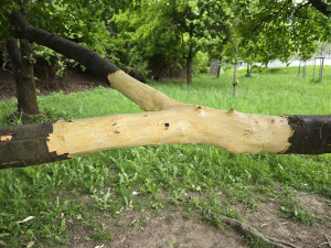 Vandalové poničili v prachatickém parku strom, podobných případů přibývá