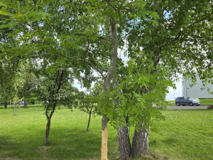 Vandalové poničili v prachatickém parku strom, podobných případů přibývá