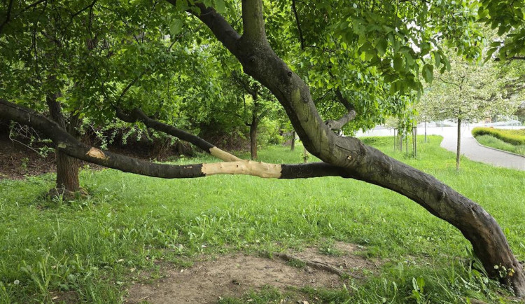 Vandalové poničili v prachatickém parku strom, podobných případů přibývá